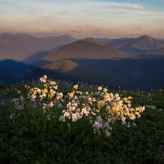 гора Яйко-Ілемське та її фітоценози в променях вечірнього сонця