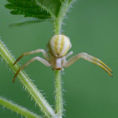 Misumena vatia — вид павуків-крабів з великого роду Misumena.