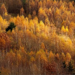 ...лісова осінь...