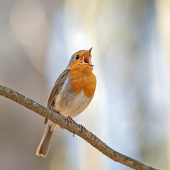 Вільшанка - European robin (Erithacus rubecula)