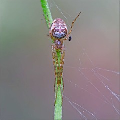 Metellina mengei маленький павук родини Tetragnathidae.