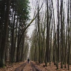 Лісовими дорогами