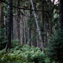 Карпатський ліс
