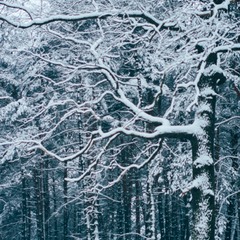 Зима у лісі...