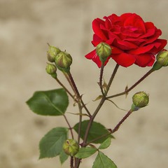 Роза