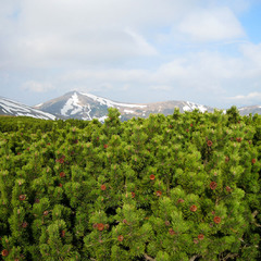 Заросли горной сосны на черногорском хребте.