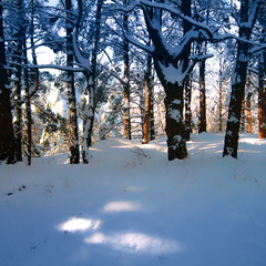 В зимнем лесу.