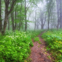Туманные краски леса