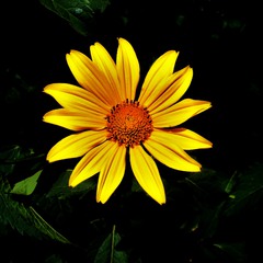 Солнечный цветок