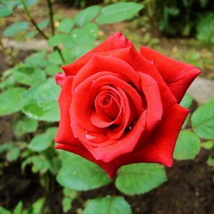 Красная роза
