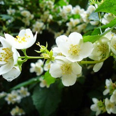 Веточка Жасмина