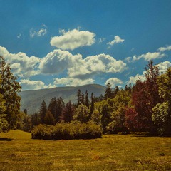 Carpathian meadow