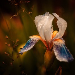 Flor De Iris
