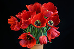 Квіти весняні- ніжні тюльпани серце дівоче забрали в полон...
