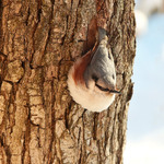 Повзик звичайний (Sitta europaea) - самець