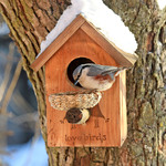 Вуличне кафе "LOVE BIRDS" (3) Що сьогодні пропонують?