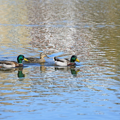 Залицяльники