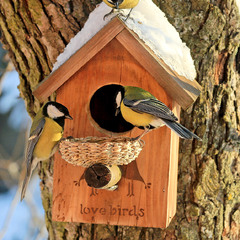 Вуличне кафе "LOVE BIRDS" (1)