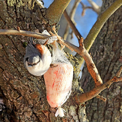 Повзики - одні з найактивніших поціновувачів несолоного сала взимку.