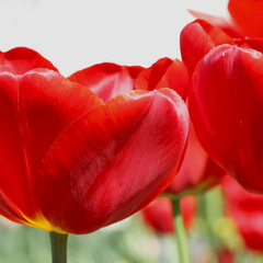 Вогнені тюльпани цвітуть навесні, Зазирни-у кожному зірка...     .