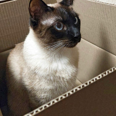 Тайського кота замовляли?