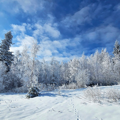 Чарівний зимовий ліс