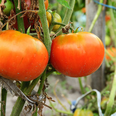 Вже червоніють помідори і ходить осінь по траві ....