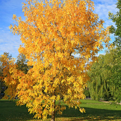 А осінь щедро золото дарує, І кольори чарівні роздає...