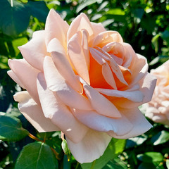 Троянда-це не квітка, це-любов, що палко ллється в серці ...