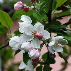 Яблуневий цвіт - весни творіння! Яблуневий цвіт - кохання зілля!