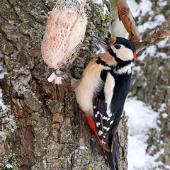 Великий строкатий дятел, самець
