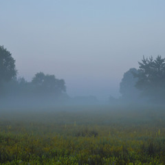 "Обитатели" тумана