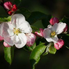 Цвіт яблуні