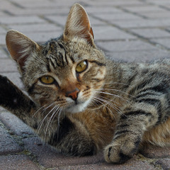 Коте передає привіт фотографам :)