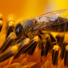 Бджілка збирає мед із соняшника