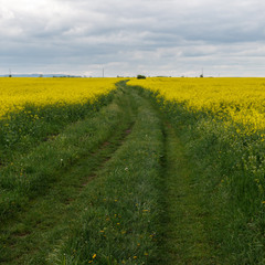 Дорога у полі