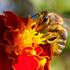 Бджілка на квітці