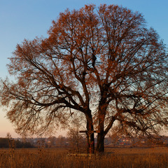 Дерево за селом під час заходу сонця