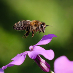 Бджілка