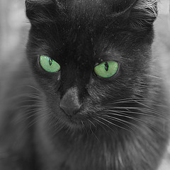 котик с зелеными глазами