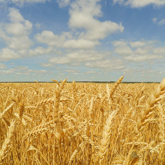 Пшеничка