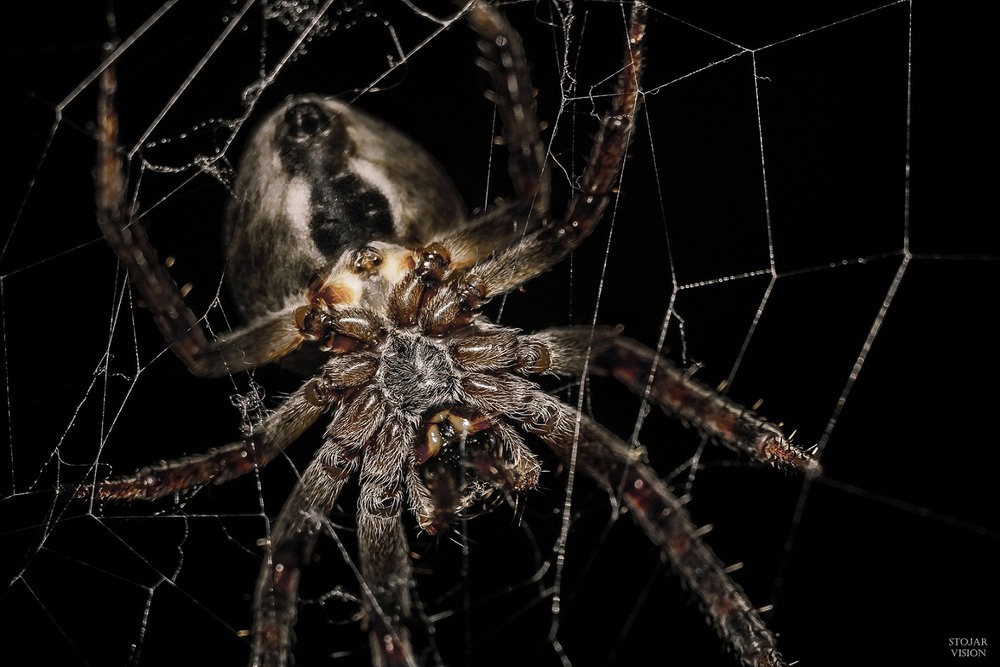 Пауки ночные животные. Ночные пауки. Паук ночью. Ночные крупные пауки. Большие пауки ночью.