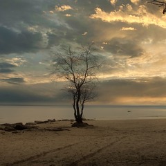 В цім дереві сопілка,спить.