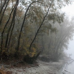 Туман,  дерева,самотність.