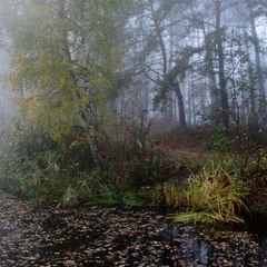 Лісом гуляє туман