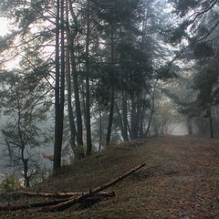 Ранок в сивому тумані