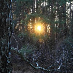 Заблудилось сонце в лісі