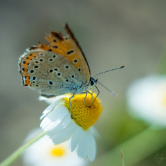 Ромашковий метелик