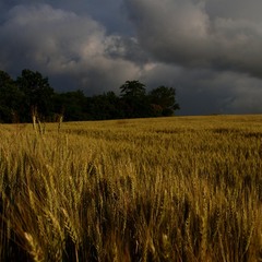 Червнева. Літо 2013.