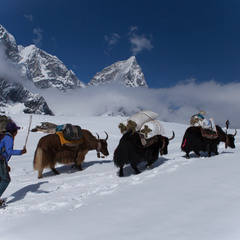 yaks on the way to the Everest